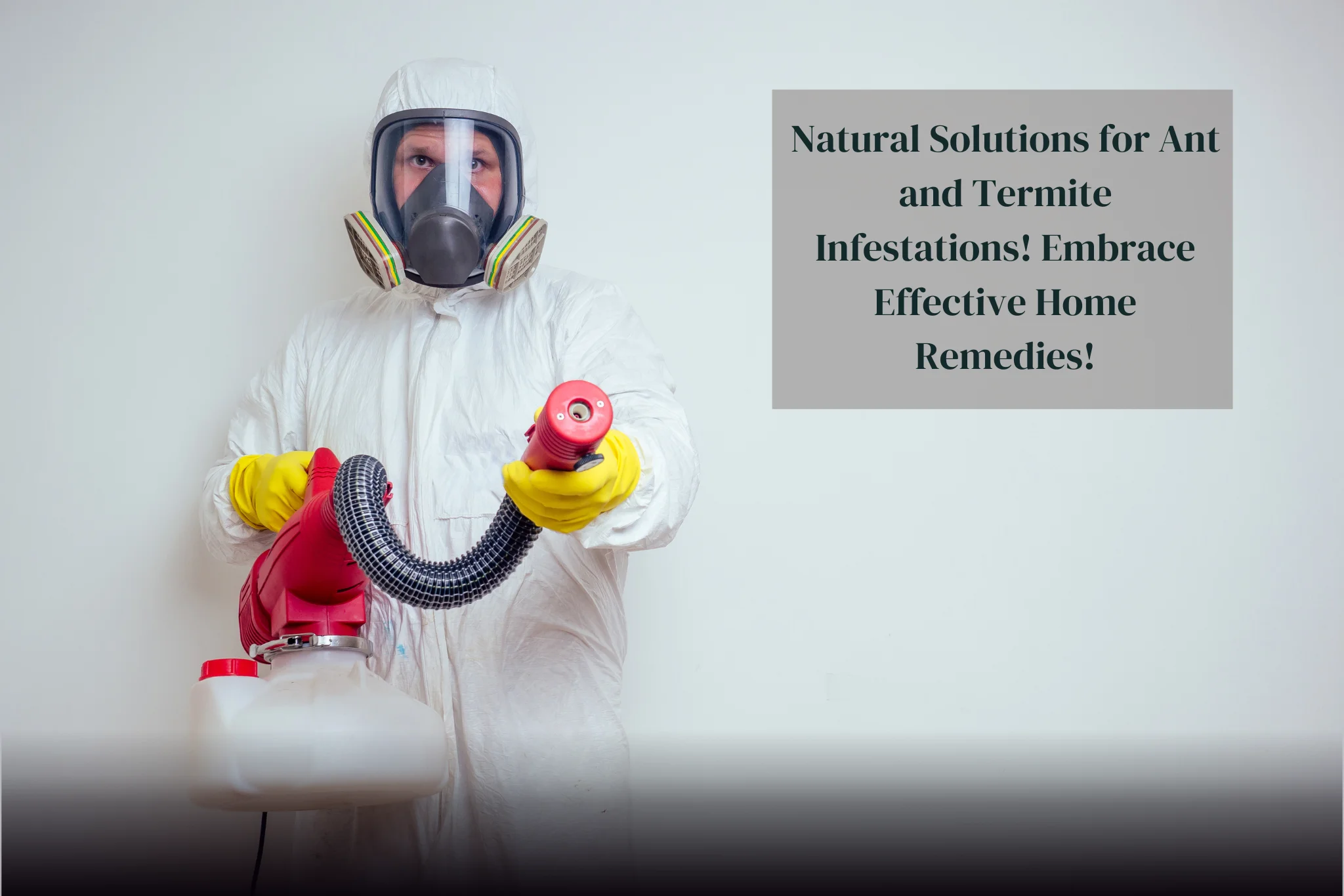 Natural Solutions for Ant and Termite Infestations! Effective Home Remedies