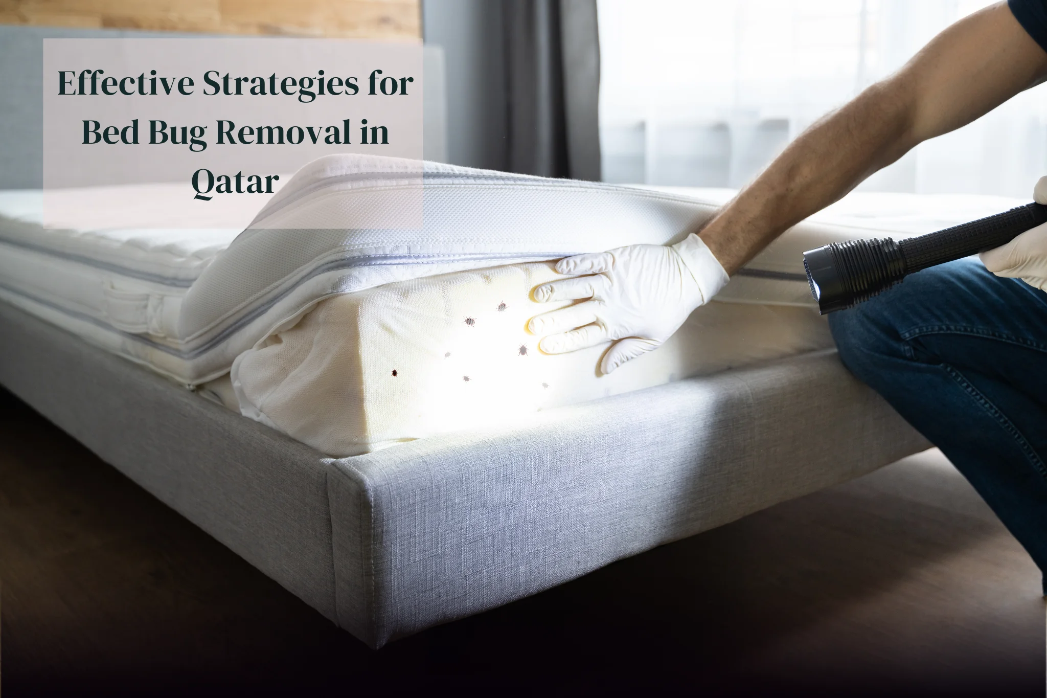 Effective Strategies for Bed Bug Removal in Qatar