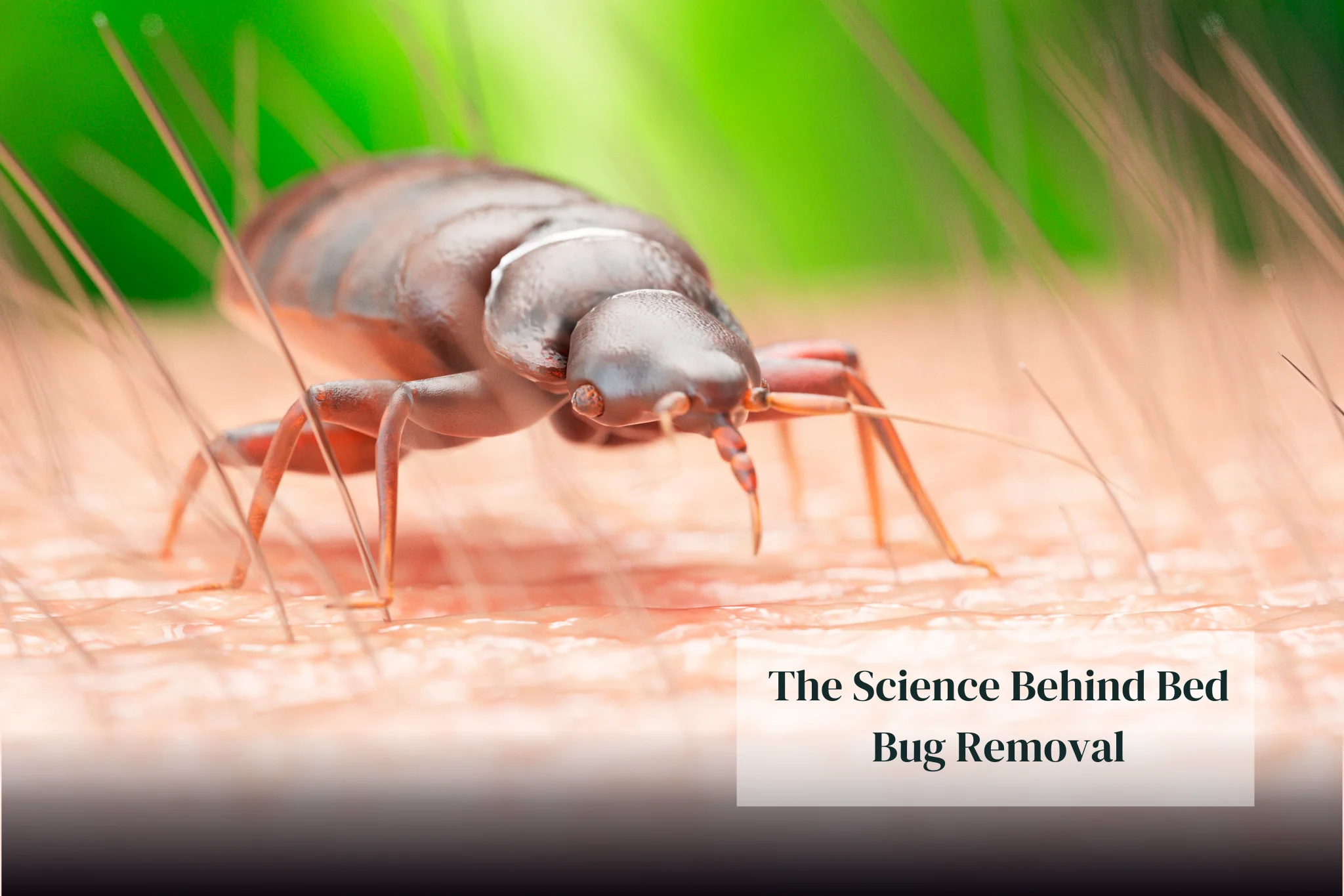 The Science Behind Bed Bug Removal