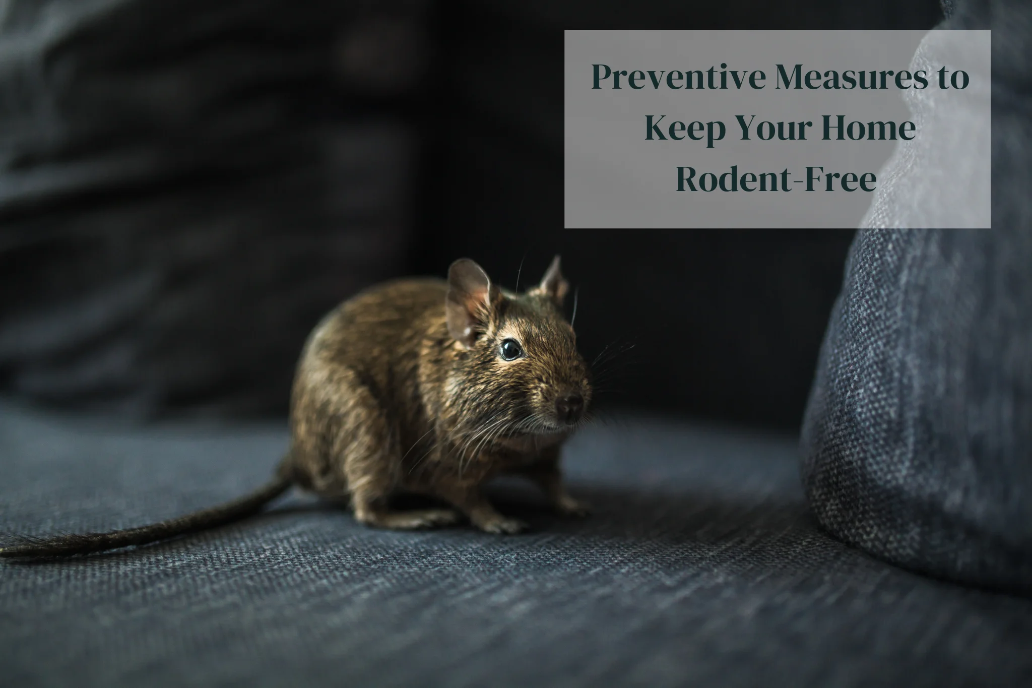 Preventive Measures to Keep Your Home Rodent-Free