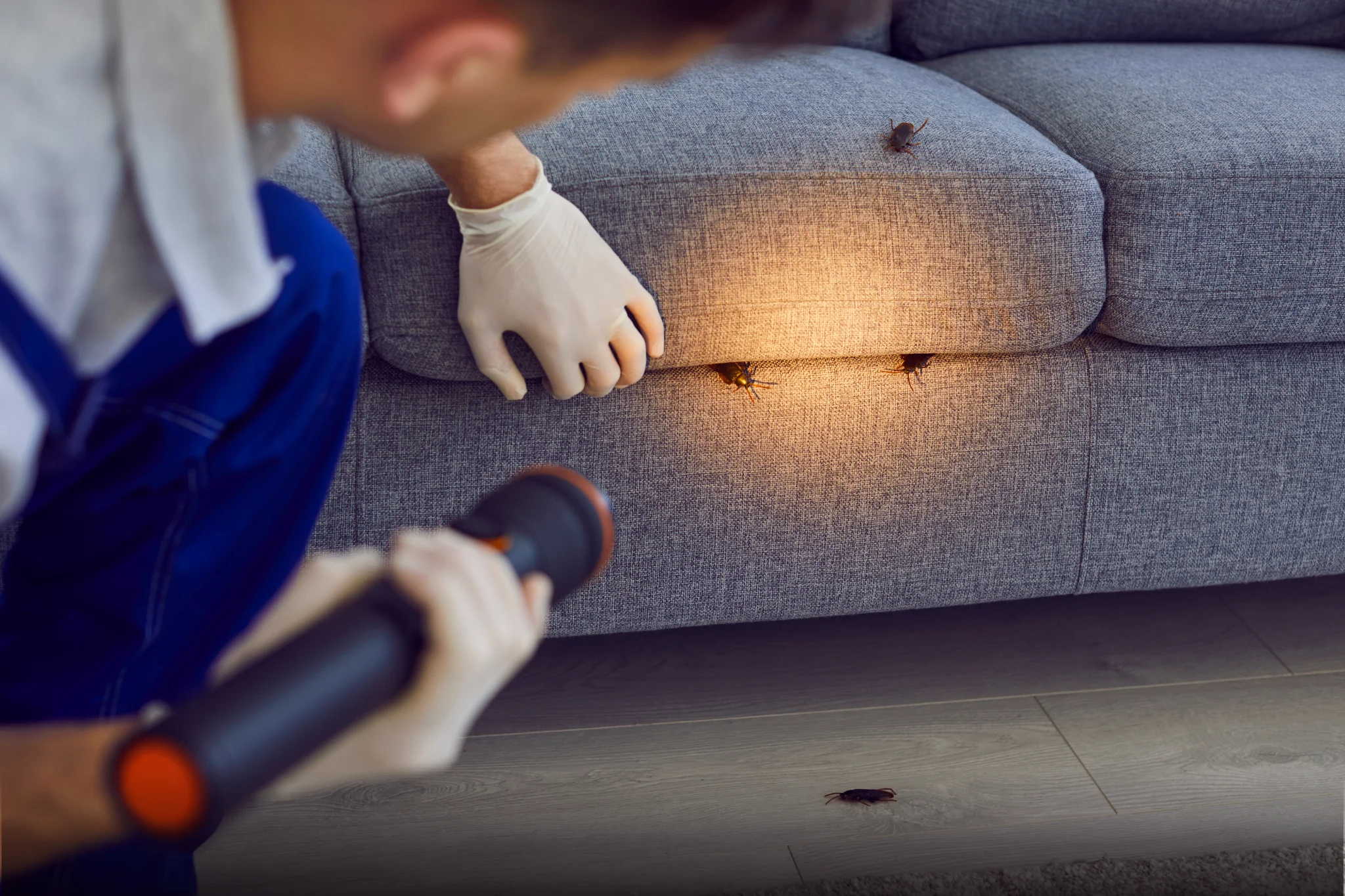 Common Pest Problems in Qatar