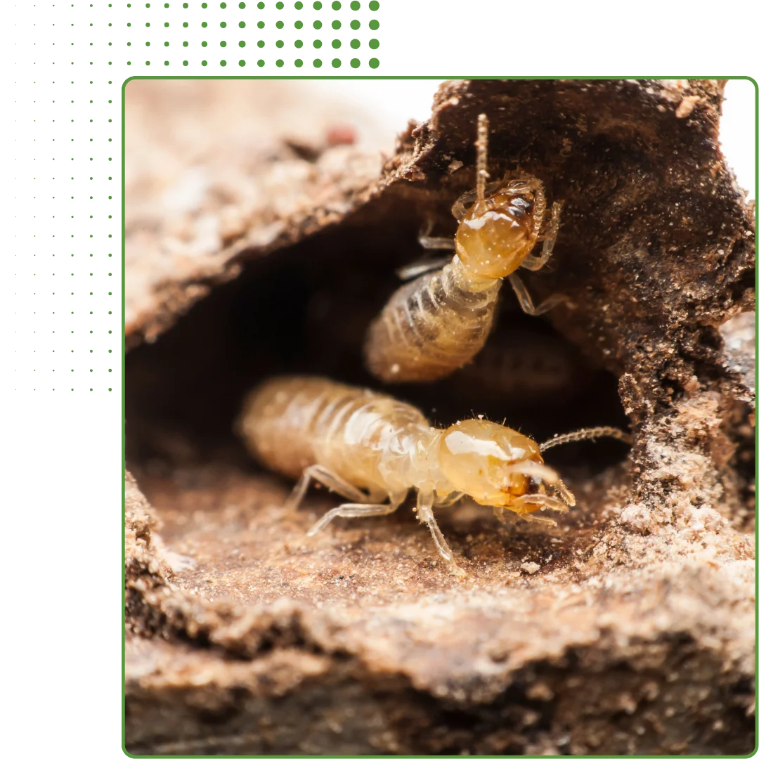 termite control & anti termite treatment in qatar