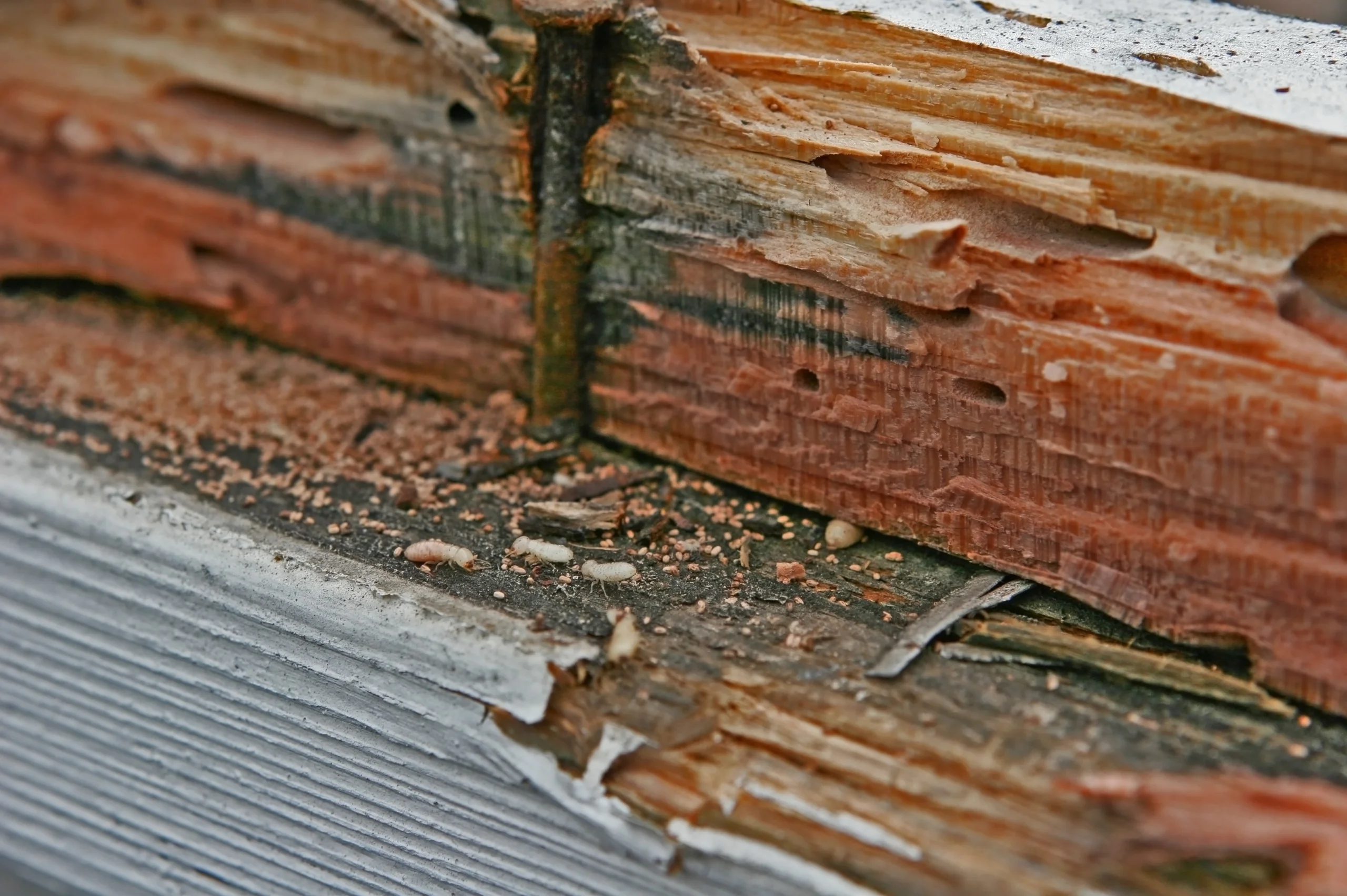 termite control & anti termite treatment in qatar