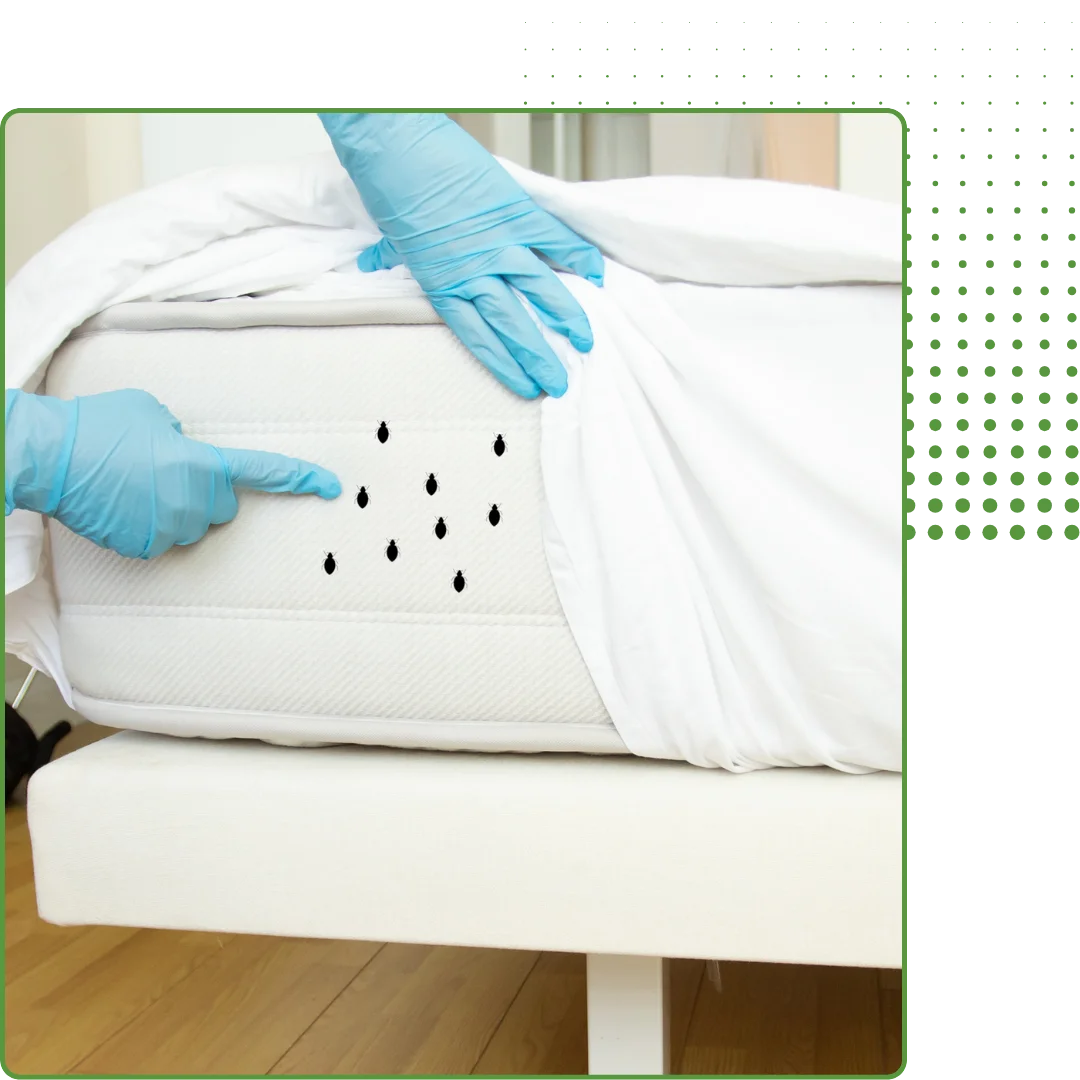 bedbug pest control service
