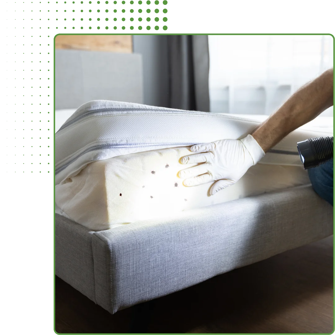 bedbug pest control service
